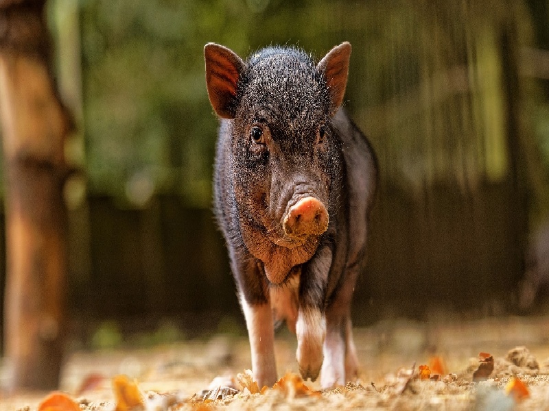 试管打完生长素自然怀孕与试管试管面膜可柒