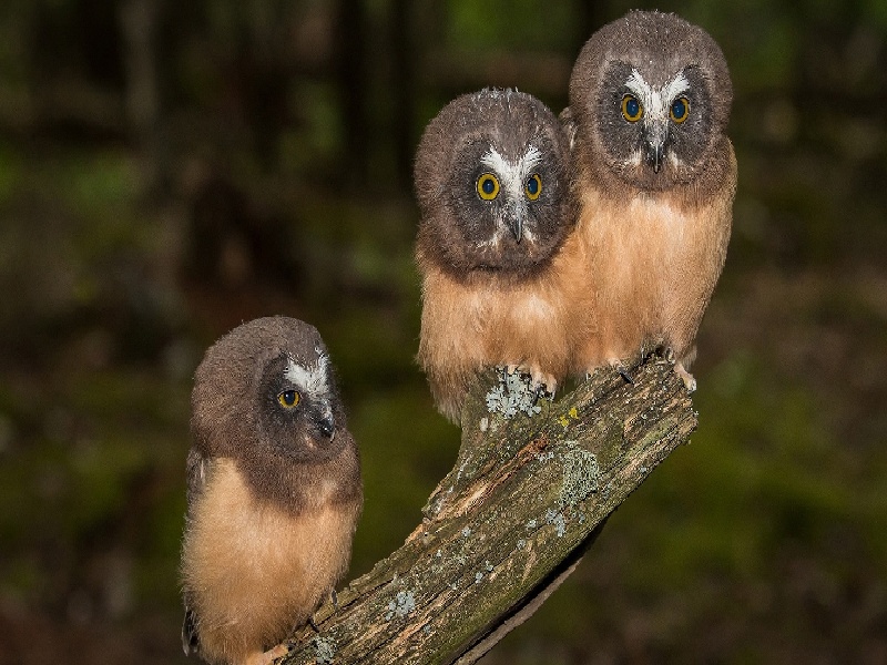 重庆惜缘试管代生机构：怀二胎孕吐反应特大，和孕妇自身以及胎儿都有关